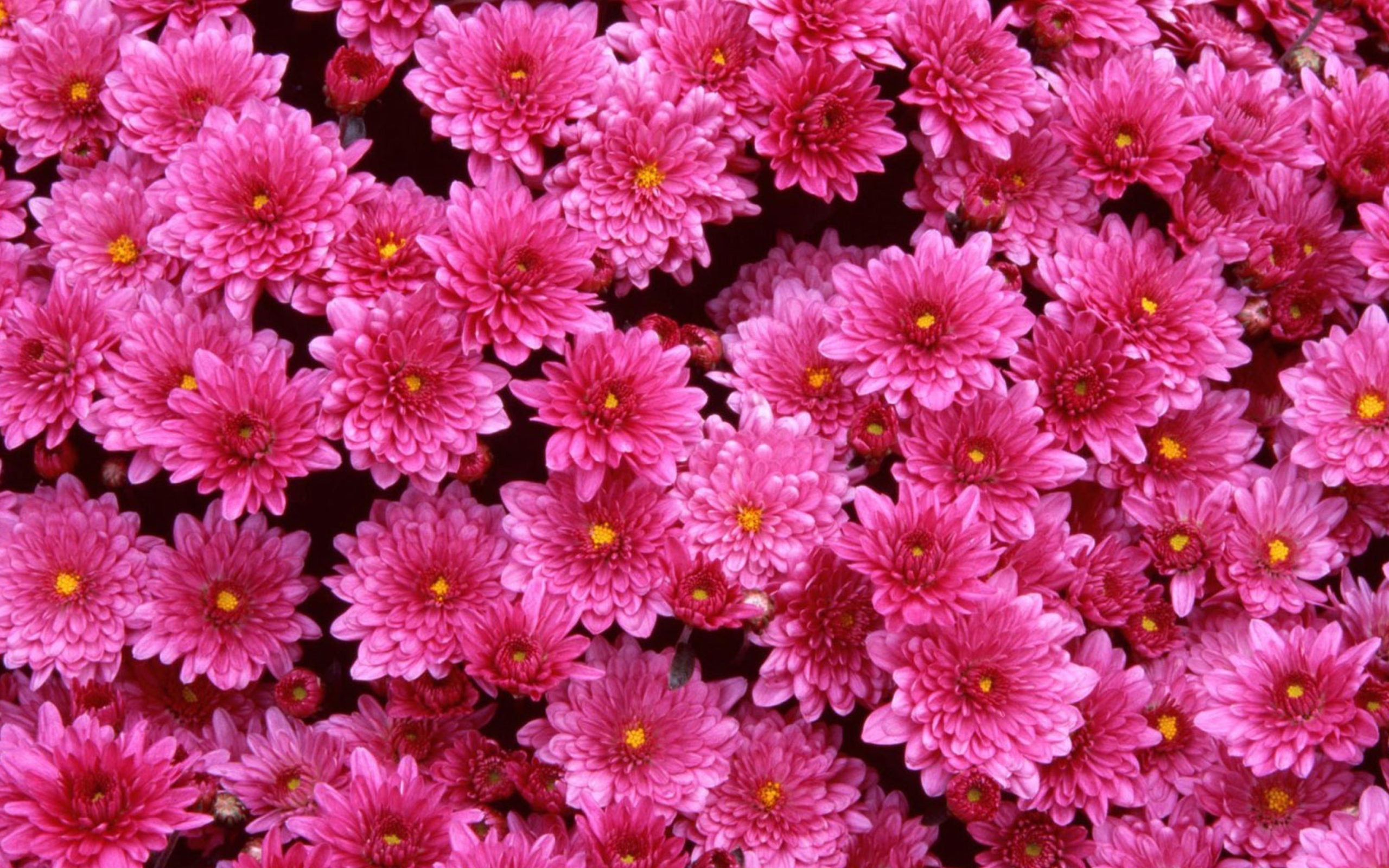 Screenshot №1 pro téma Magenta Flowers 2560x1600