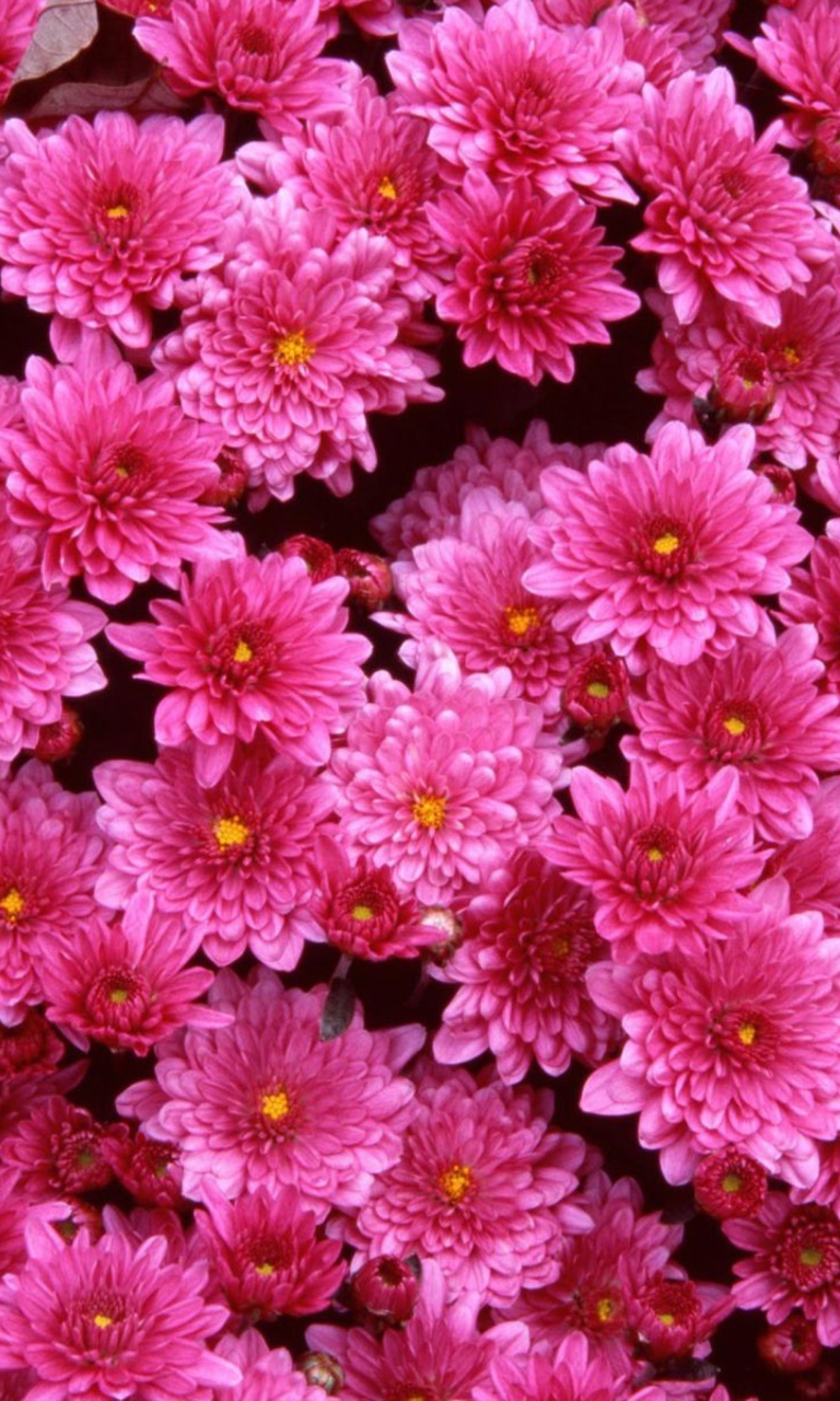 Magenta Flowers wallpaper 768x1280