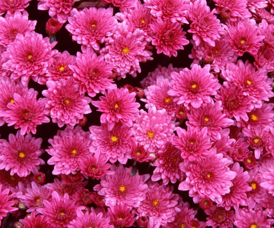 Обои Magenta Flowers 960x800