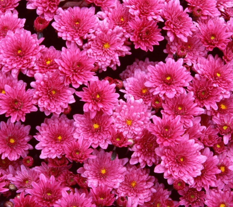 Magenta Flowers screenshot #1 960x854