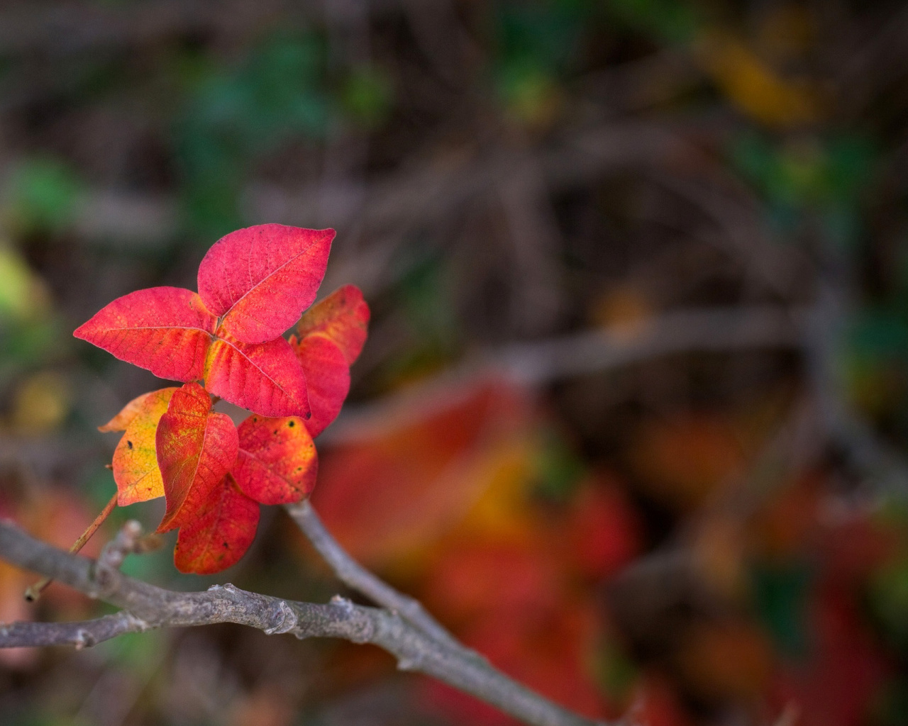 Sfondi Macro Autumn Leaf 1280x1024