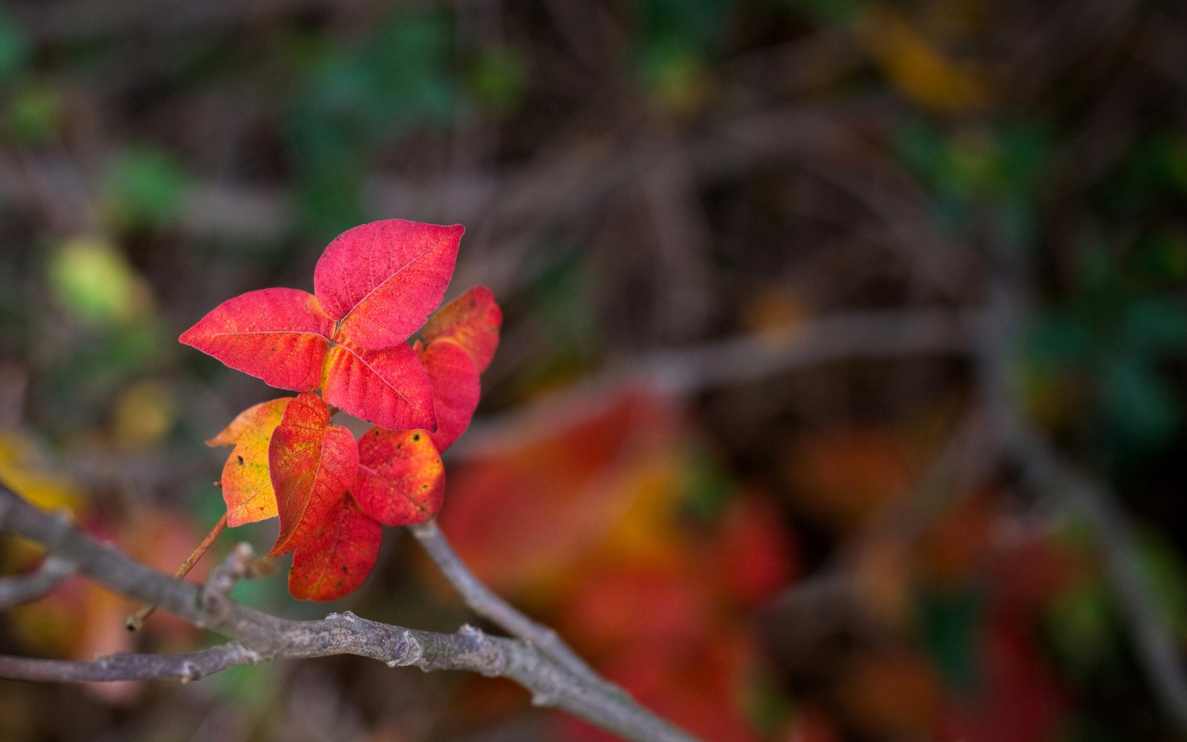 Sfondi Macro Autumn Leaf 1680x1050