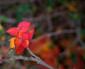 Macro Autumn Leaf screenshot #1 176x144