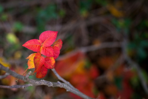 Обои Macro Autumn Leaf 480x320