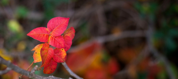 Fondo de pantalla Macro Autumn Leaf 720x320