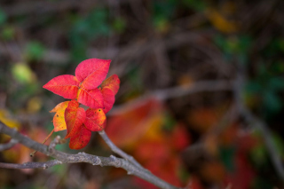 Macro Autumn Leaf - Obrázkek zdarma 