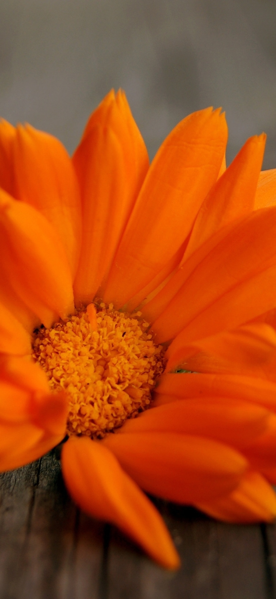 Fondo de pantalla Orange Flower Macro 1170x2532