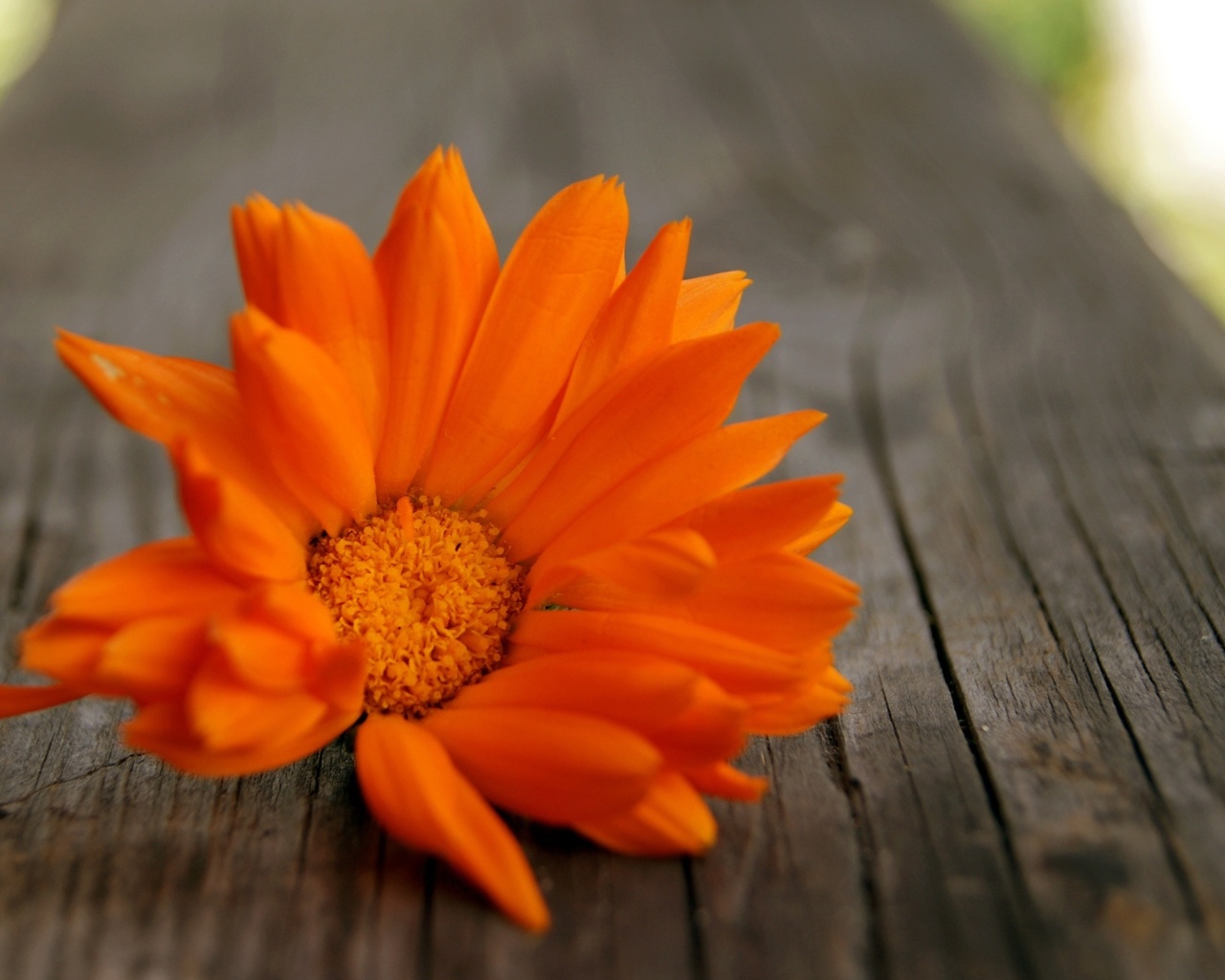 Fondo de pantalla Orange Flower Macro 1280x1024