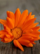 Обои Orange Flower Macro 132x176