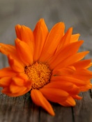 Orange Flower Macro wallpaper 132x176