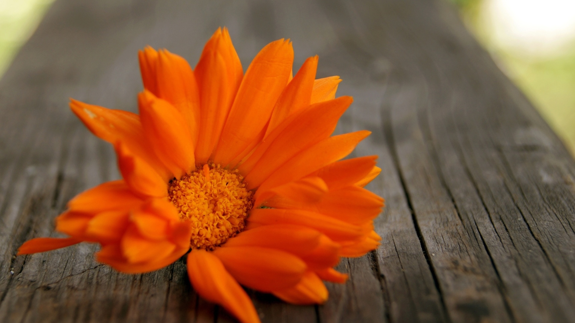 Fondo de pantalla Orange Flower Macro 1920x1080