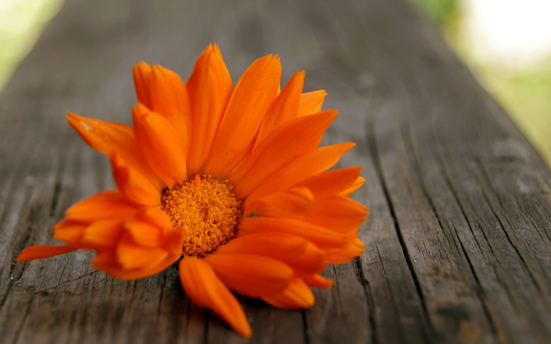 Screenshot №1 pro téma Orange Flower Macro 1920x1200