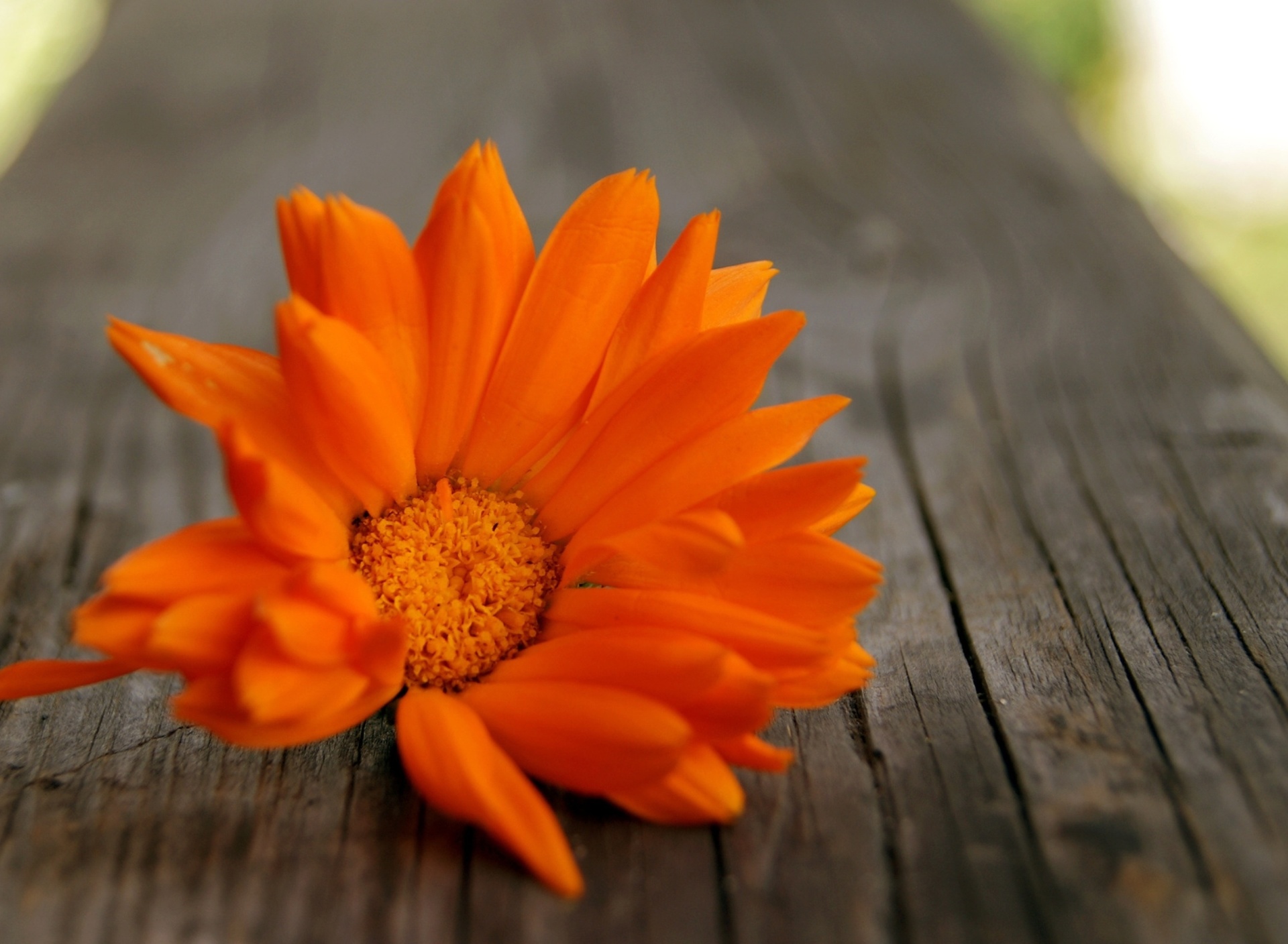 Fondo de pantalla Orange Flower Macro 1920x1408