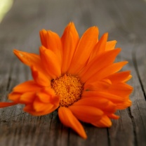 Fondo de pantalla Orange Flower Macro 208x208