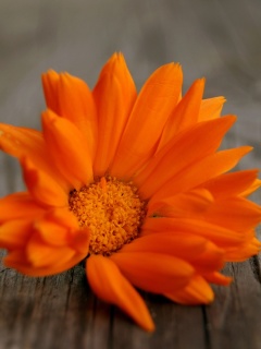 Fondo de pantalla Orange Flower Macro 240x320