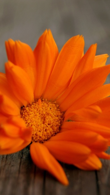 Обои Orange Flower Macro 360x640