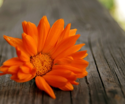 Fondo de pantalla Orange Flower Macro 480x400