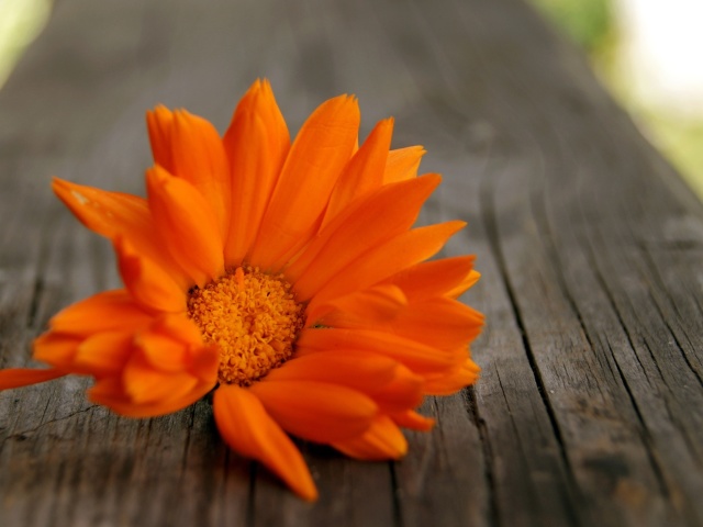 Обои Orange Flower Macro 640x480