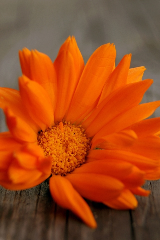 Orange Flower Macro wallpaper 640x960