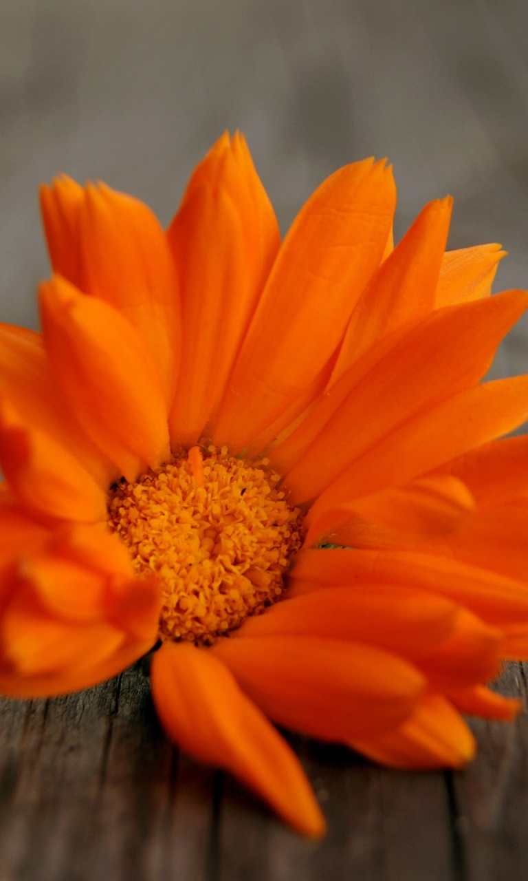 Обои Orange Flower Macro 768x1280