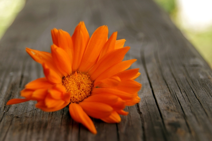 Fondo de pantalla Orange Flower Macro