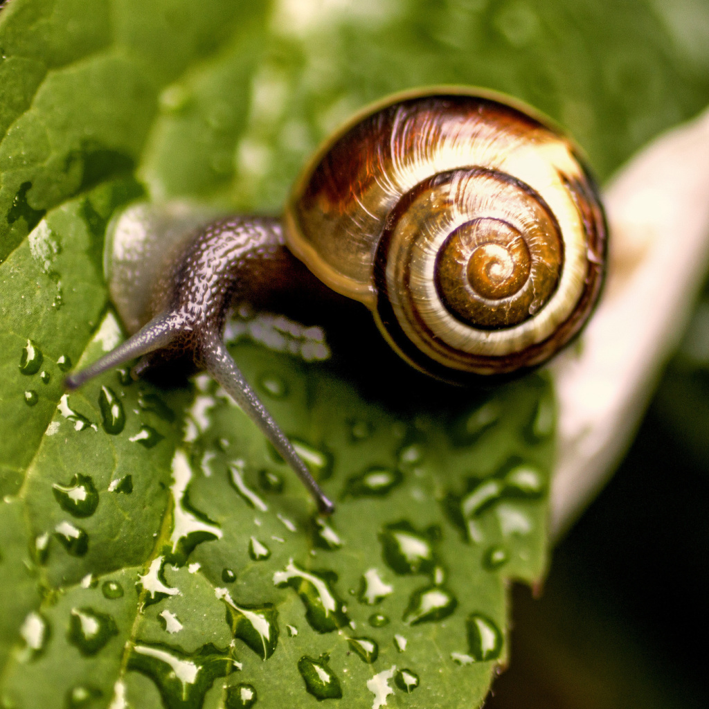 Обои Snail and Drops 1024x1024