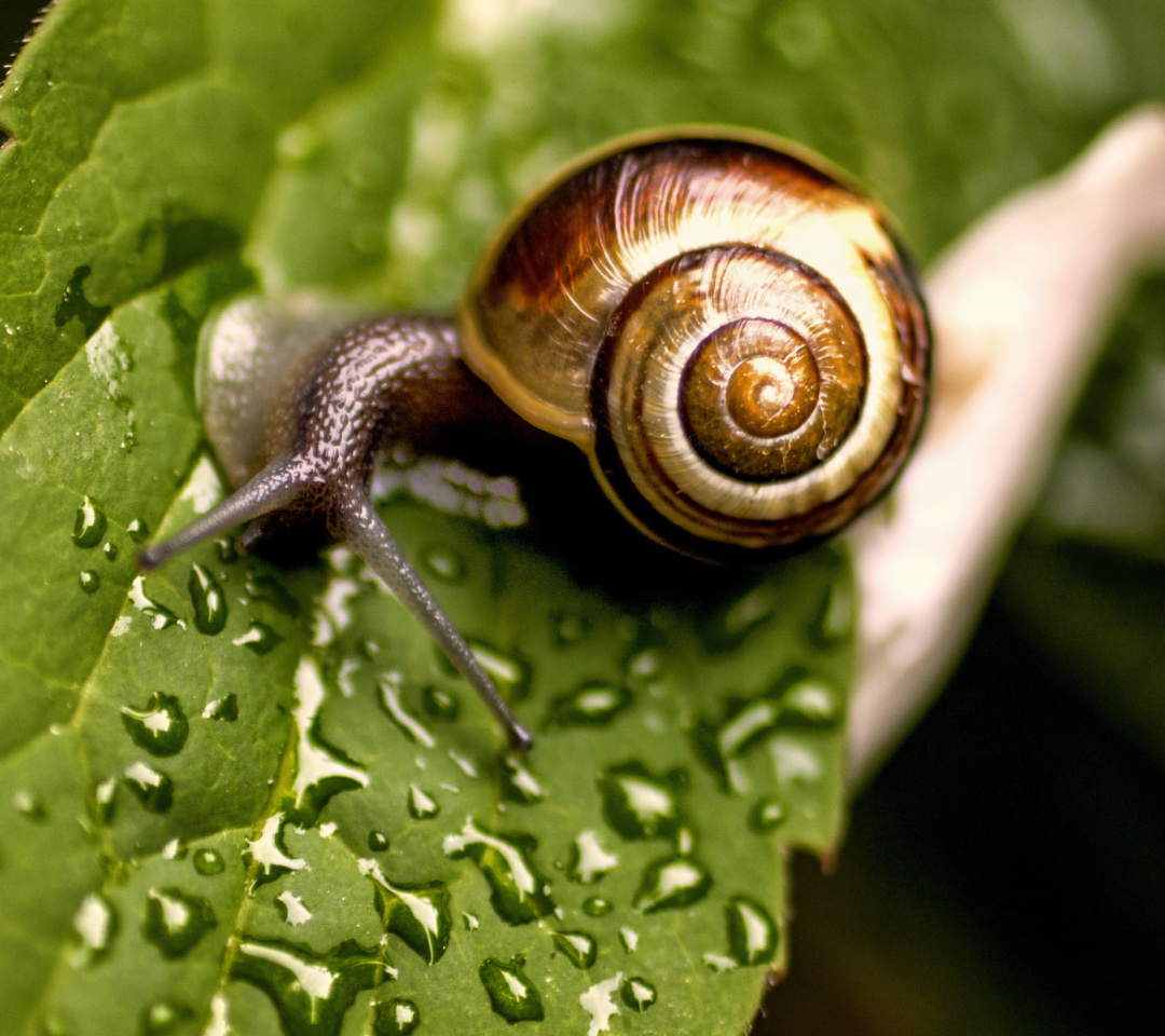 Обои Snail and Drops 1080x960