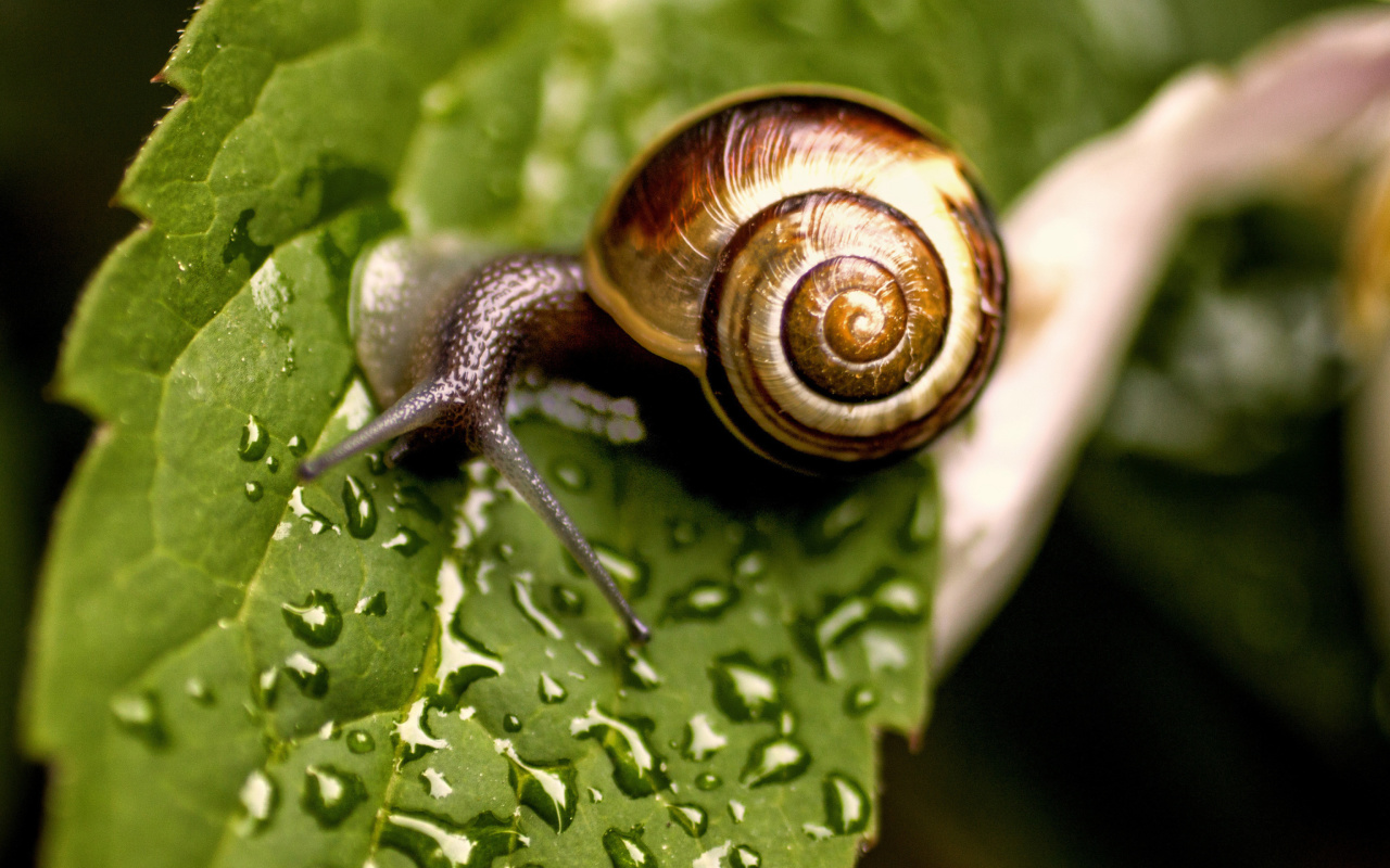 Fondo de pantalla Snail and Drops 1280x800