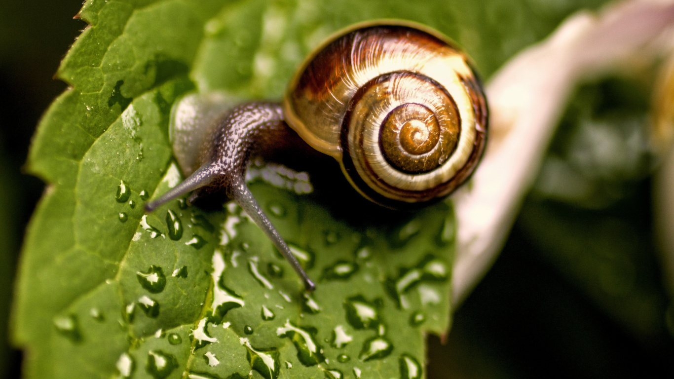 Fondo de pantalla Snail and Drops 1366x768