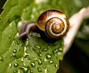 Snail and Drops wallpaper 176x144