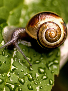 Snail and Drops screenshot #1 240x320