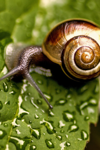 Обои Snail and Drops 320x480