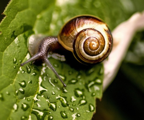 Fondo de pantalla Snail and Drops 480x400