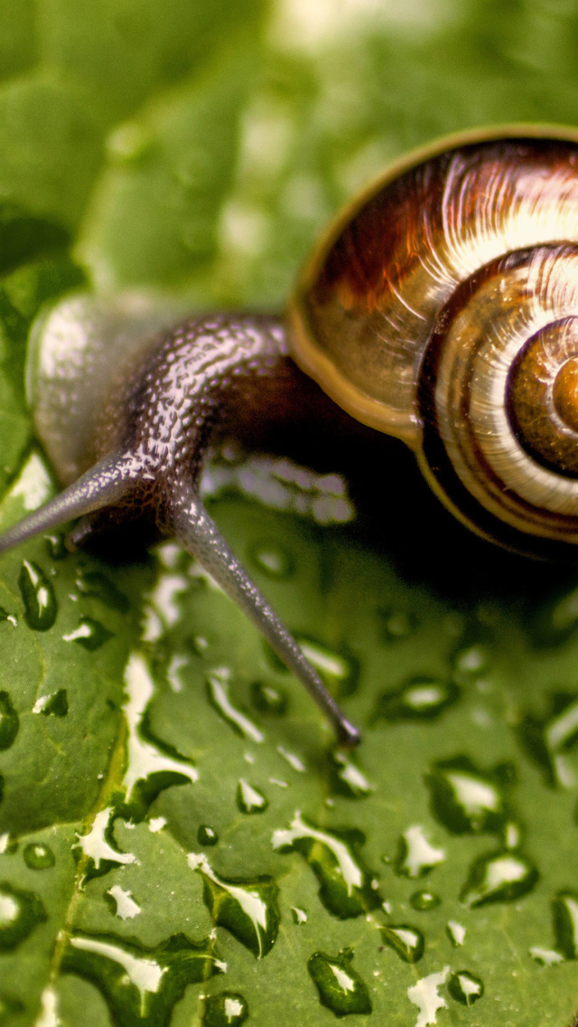 Snail and Drops wallpaper 640x1136