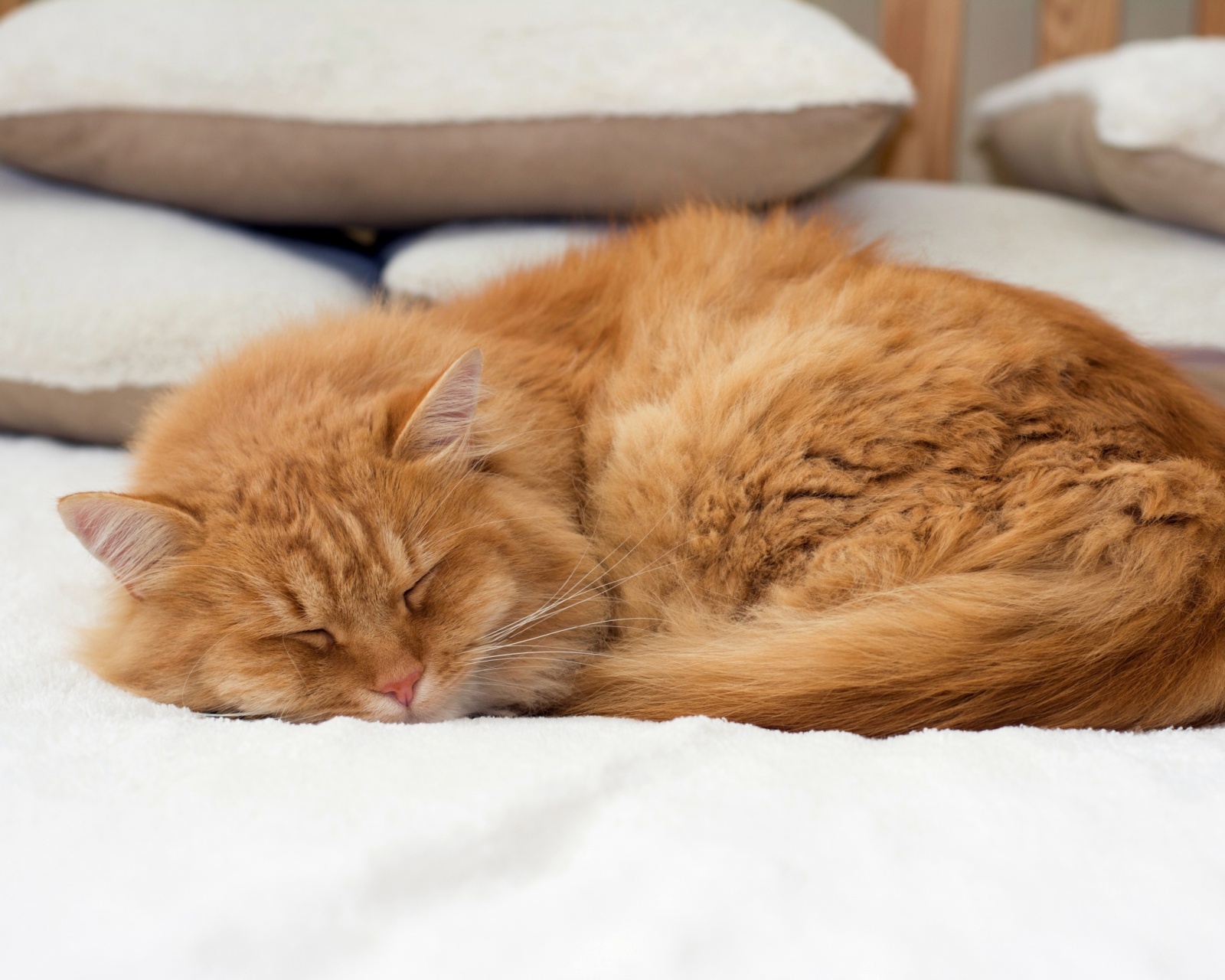 Sleeping red cat wallpaper 1600x1280