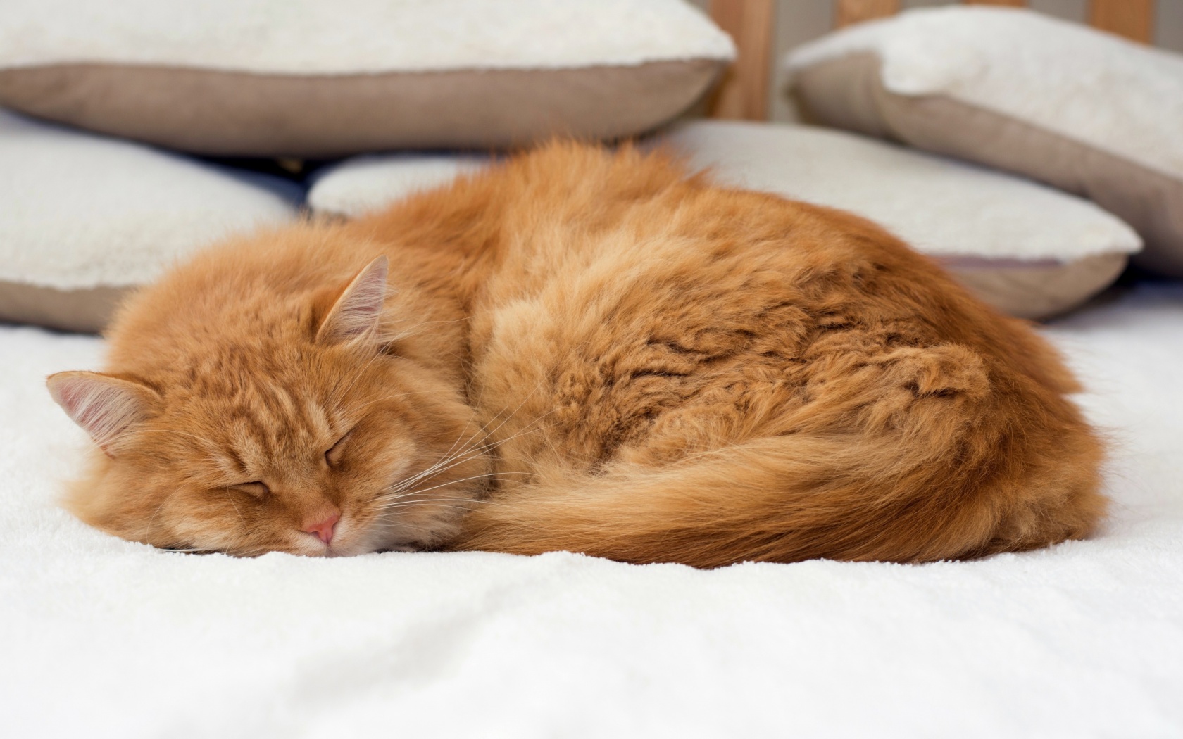 Обои Sleeping red cat 1680x1050