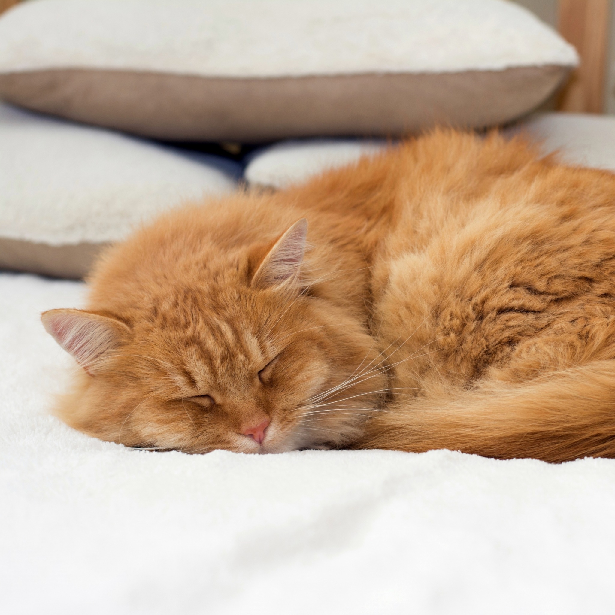 Обои Sleeping red cat 2048x2048