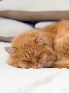 Обои Sleeping red cat 240x320