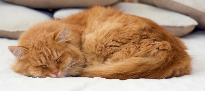 Sleeping red cat wallpaper 720x320