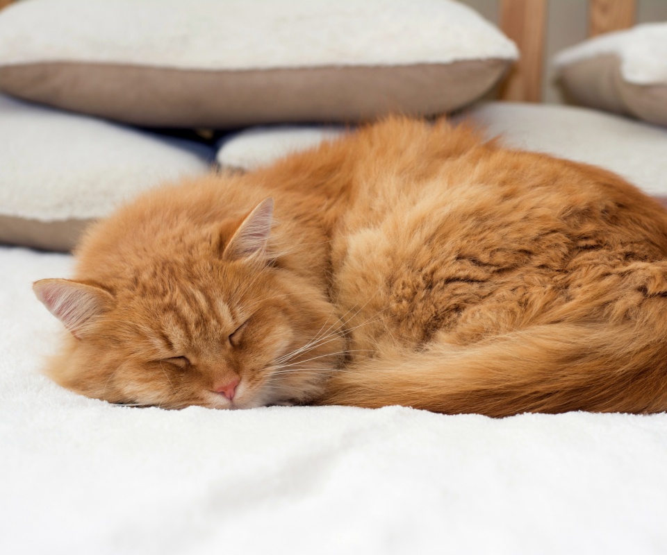 Обои Sleeping red cat 960x800
