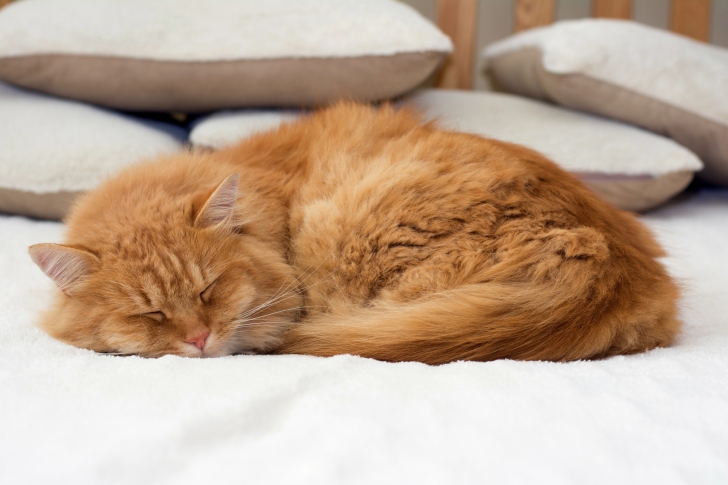 Sleeping red cat wallpaper