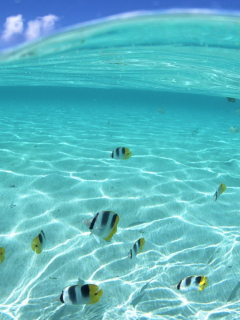 Underwater Life screenshot #1 480x640