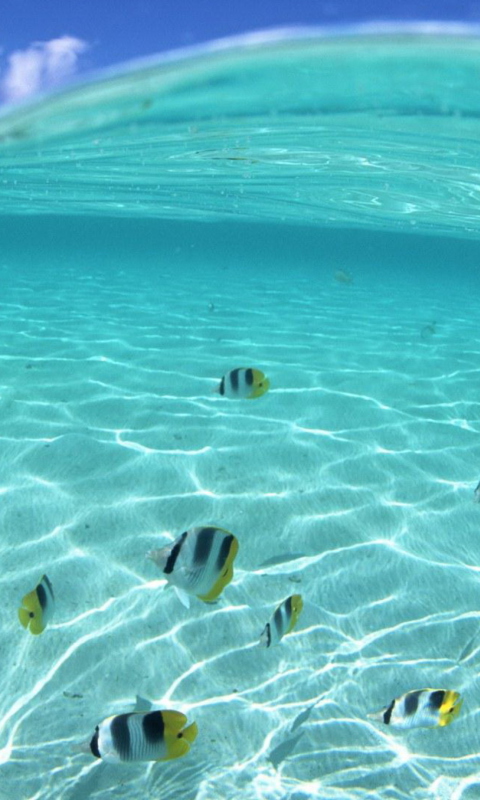 Underwater Life wallpaper 480x800