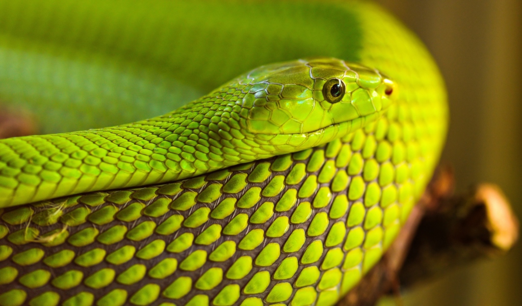 Обои Green Snake Macro 1024x600