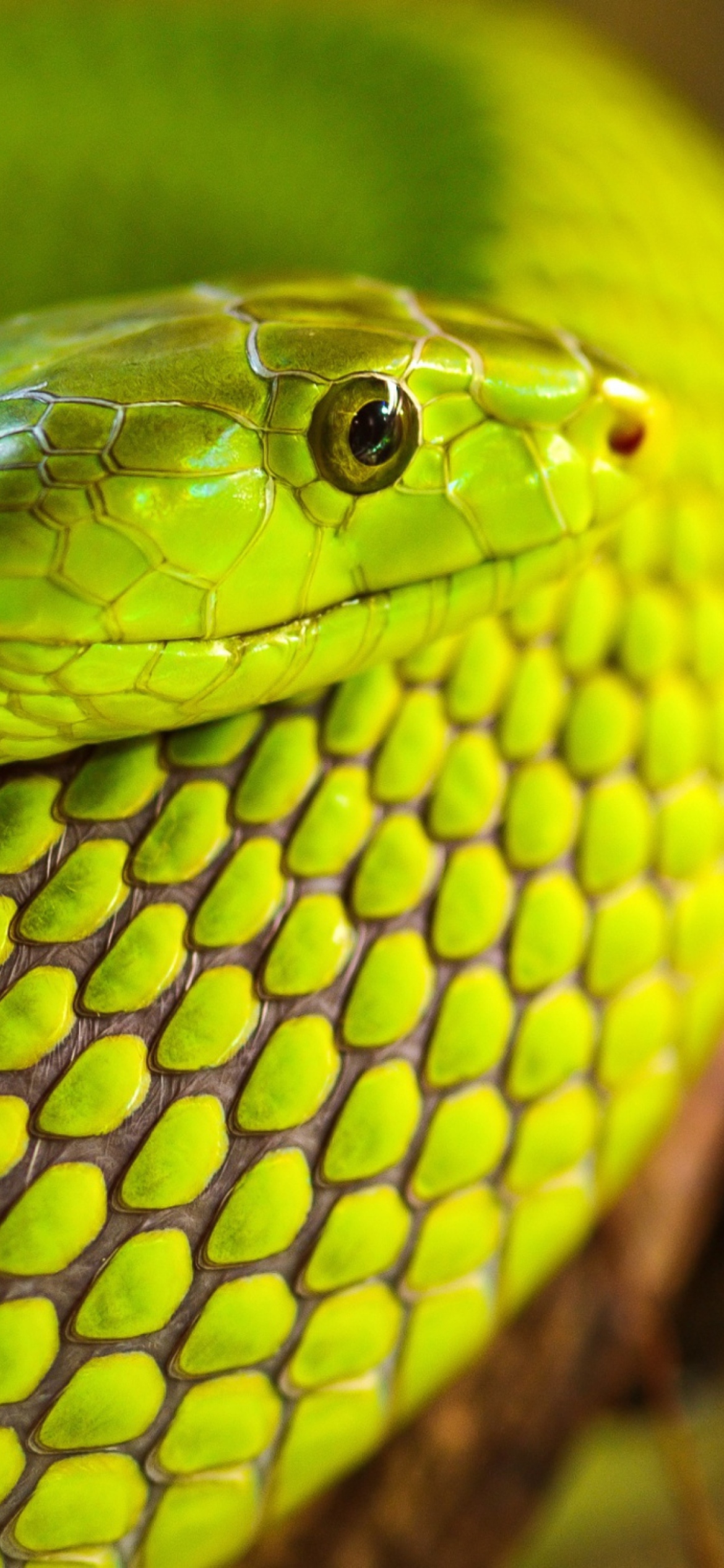 Sfondi Green Snake Macro 1170x2532