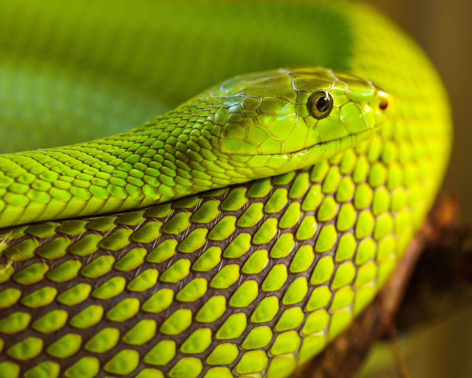 Fondo de pantalla Green Snake Macro 1600x1280