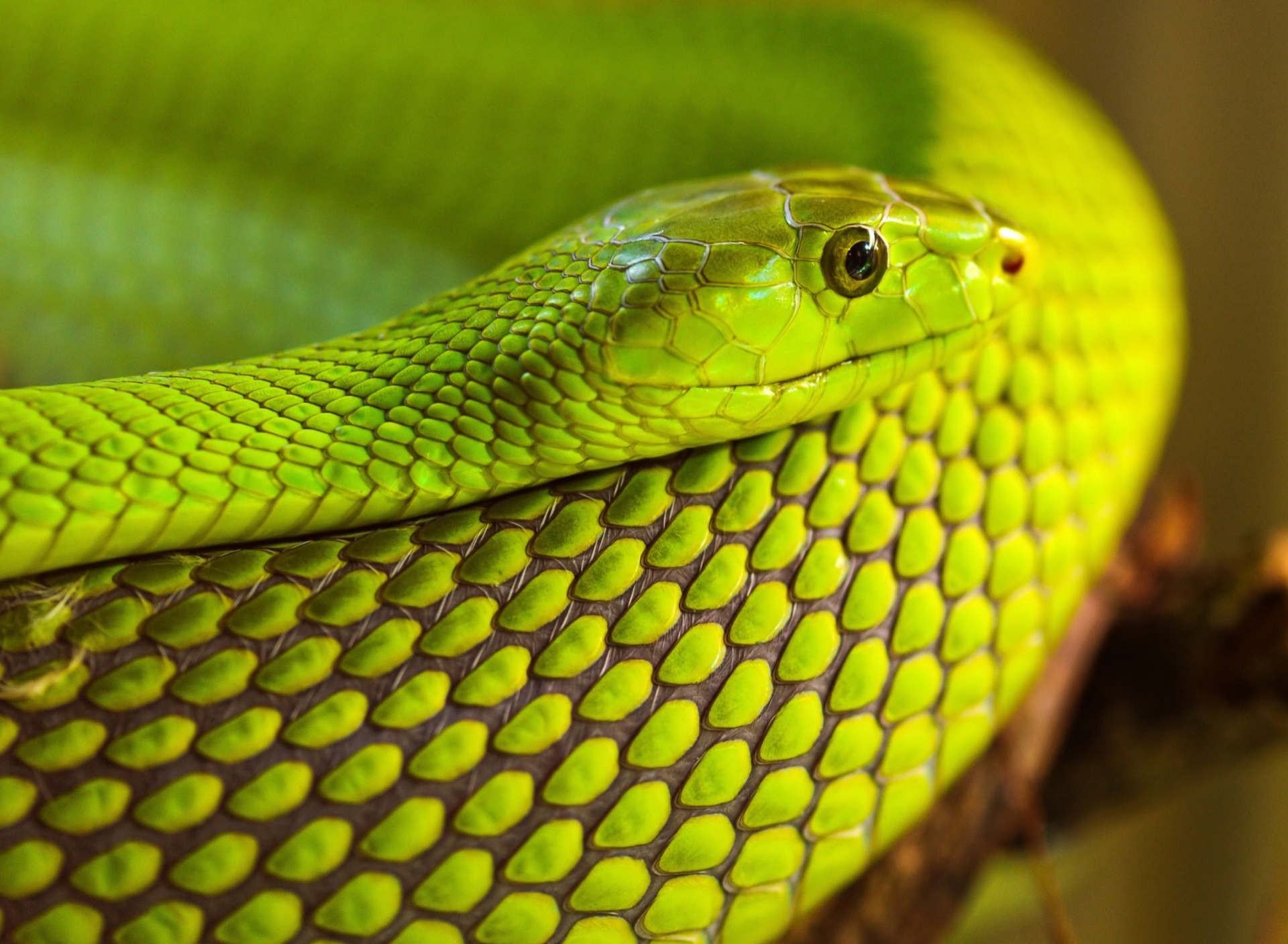 Обои Green Snake Macro 1920x1408