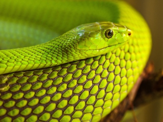 Fondo de pantalla Green Snake Macro 320x240