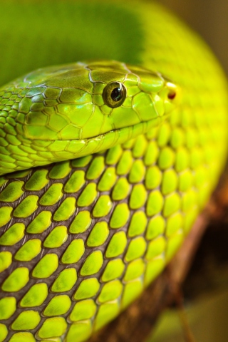 Sfondi Green Snake Macro 320x480