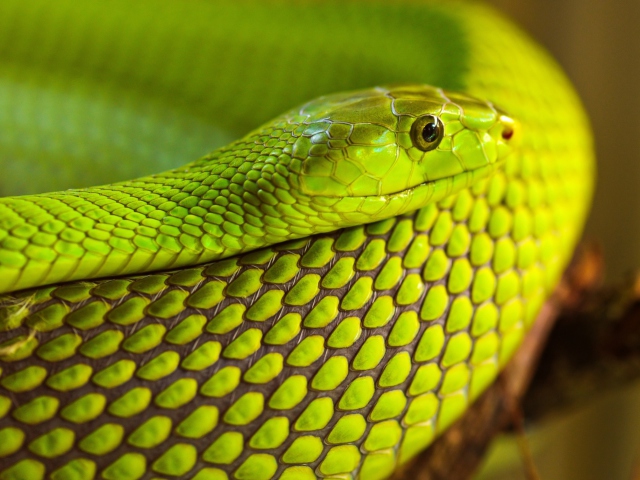 Обои Green Snake Macro 640x480